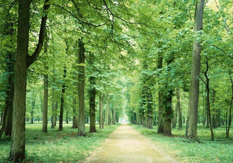 仟億達碳交易，讓林農(nóng)愛上植樹“賣空氣”